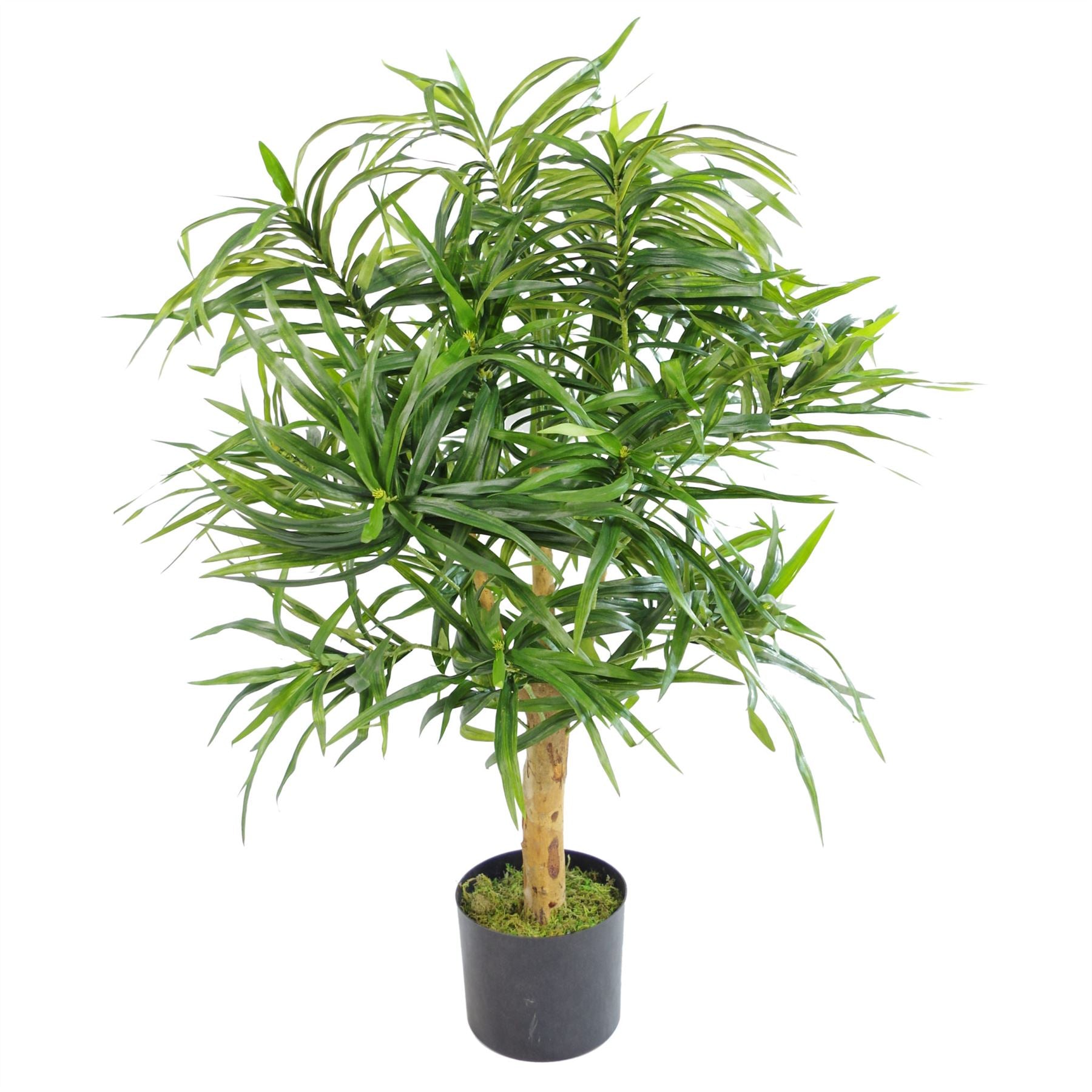 {
  "title": "100cm Artificial Dracaena Plant Tree with Pot",
  "description": "Artificial dracaena plant tree with included pot. Measures 100cm in height."
}